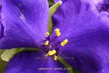 Tradescantia andersoniana 'Leonora'