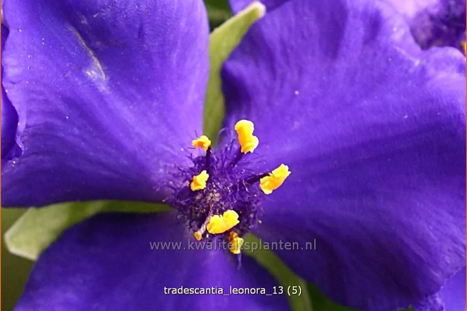 Tradescantia andersoniana 'Leonora'