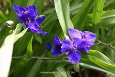 Tradescantia andersoniana 'Leonora'