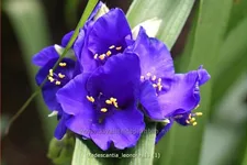Tradescantia andersoniana 'Leonora'