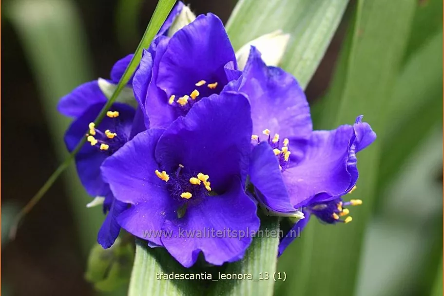 Tradescantia andersoniana 'Leonora'