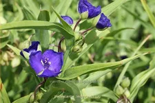 Tradescantia andersoniana 'Leonora'