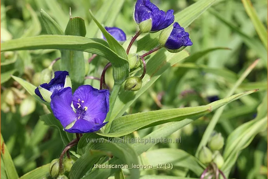 Tradescantia andersoniana 'Leonora'