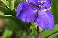Tradescantia andersoniana 'Leonora'