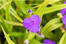 Tradescantia andersoniana 'Leonora'