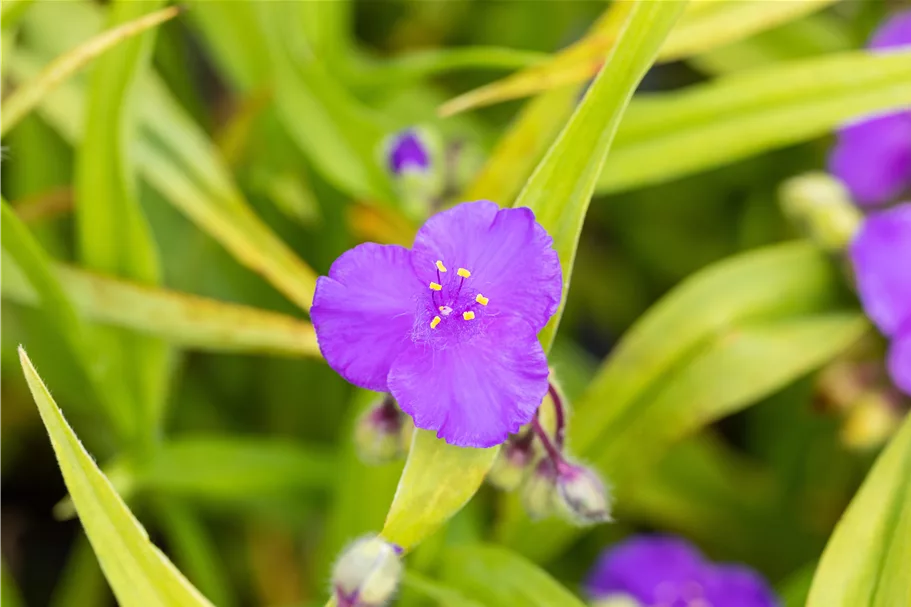 Tradescantia andersoniana 'Leonora'