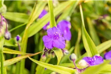 Tradescantia andersoniana 'Leonora'
