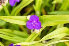 Tradescantia andersoniana 'Leonora'