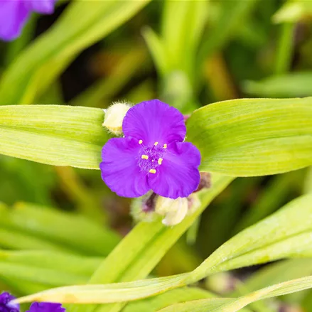 Tradescantia andersoniana 'Leonora'