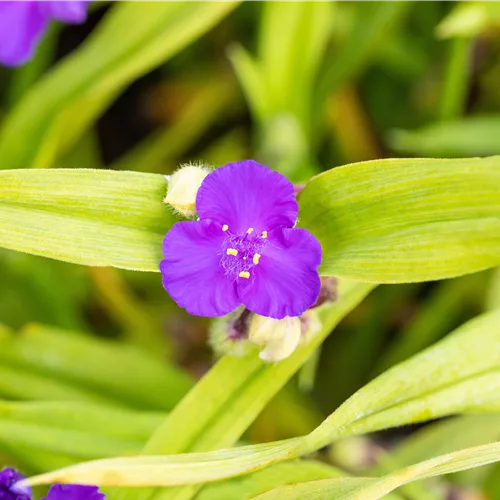Tradescantia andersoniana 'Leonora'