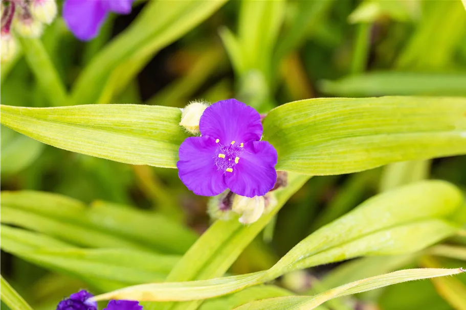 Tradescantia andersoniana 'Leonora'