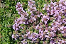 Thymus praecox 'Minor'