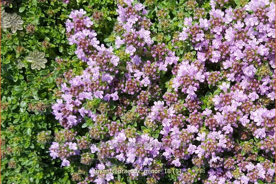 Thymus praecox 'Minor'