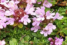 Thymus praecox 'Minor'