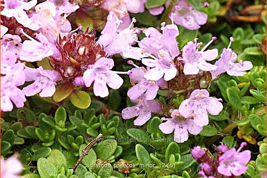 Thymus praecox 'Minor'