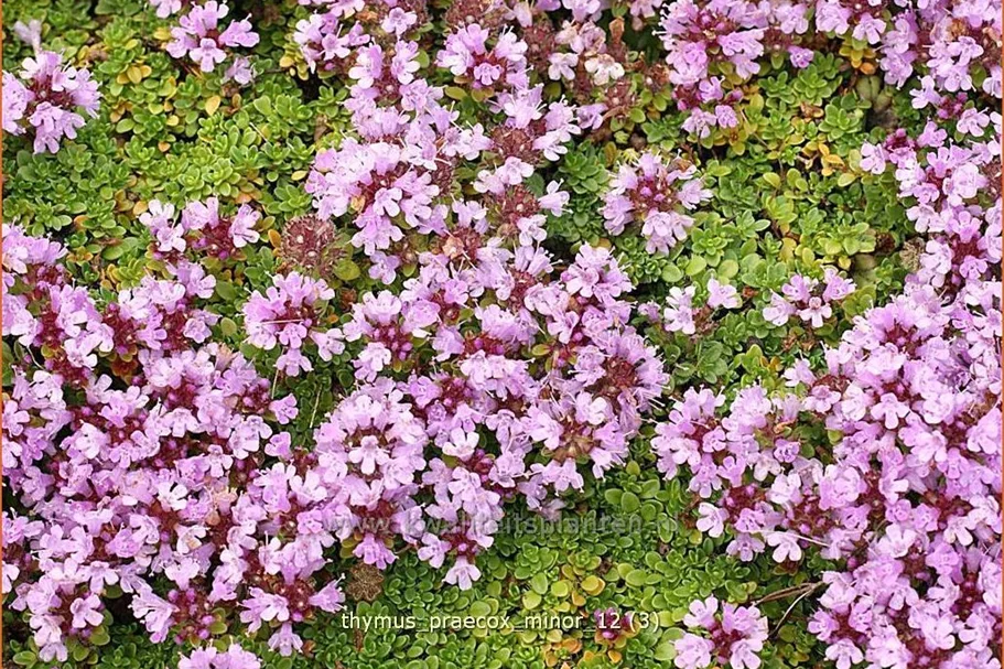 Thymus praecox 'Minor'