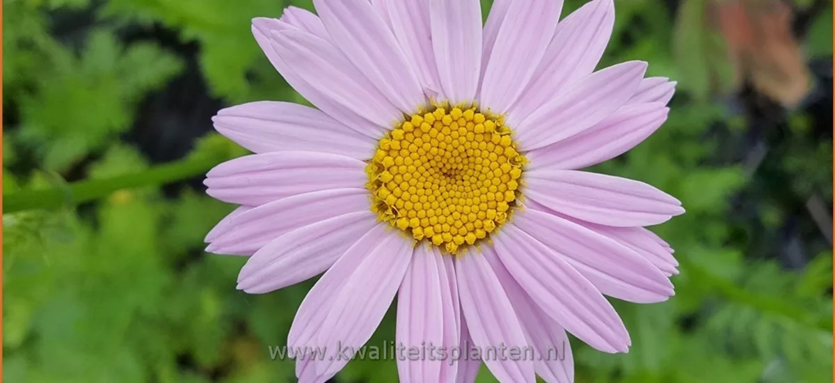 Tanacetum 'Robinson's Rose'
