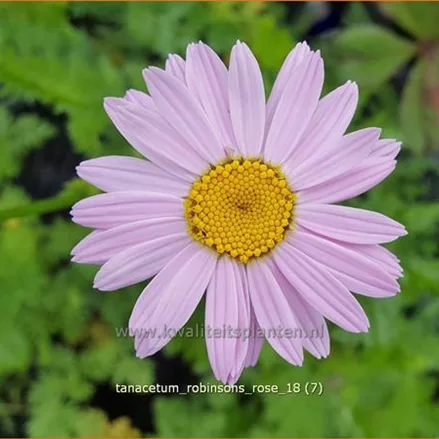 Tanacetum 'Robinson's Rose'