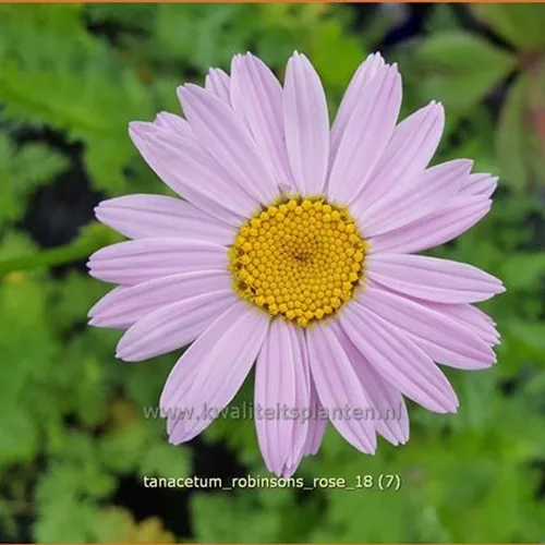 Tanacetum 'Robinson's Rose'