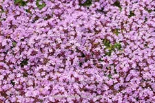 Thymus praecox 'Minor'