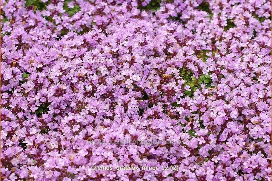 Thymus praecox 'Minor'