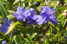 Tradescantia 'Mac's Double'