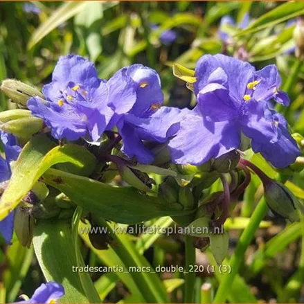 Tradescantia 'Mac's Double'