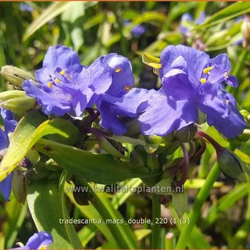 Tradescantia 'Mac's Double'