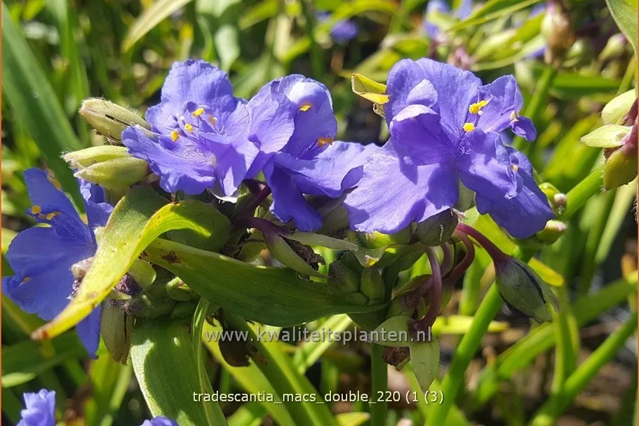 Tradescantia 'Mac's Double'