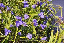 Tradescantia 'Mac's Double'