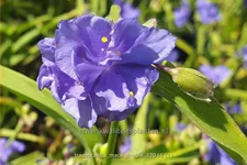Tradescantia 'Mac's Double'