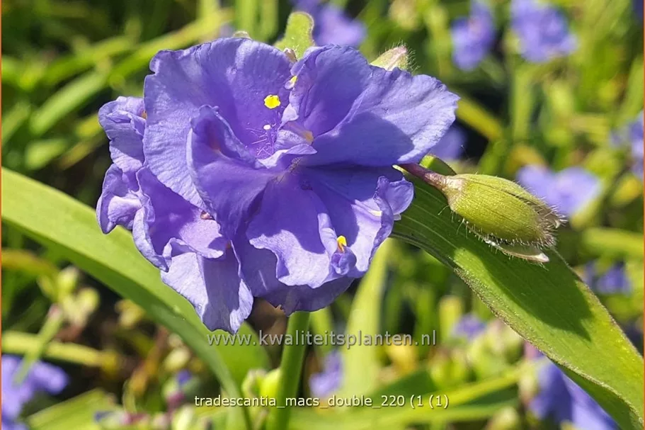 Tradescantia 'Mac's Double'
