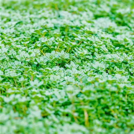 Thymus praecox 'Minor'