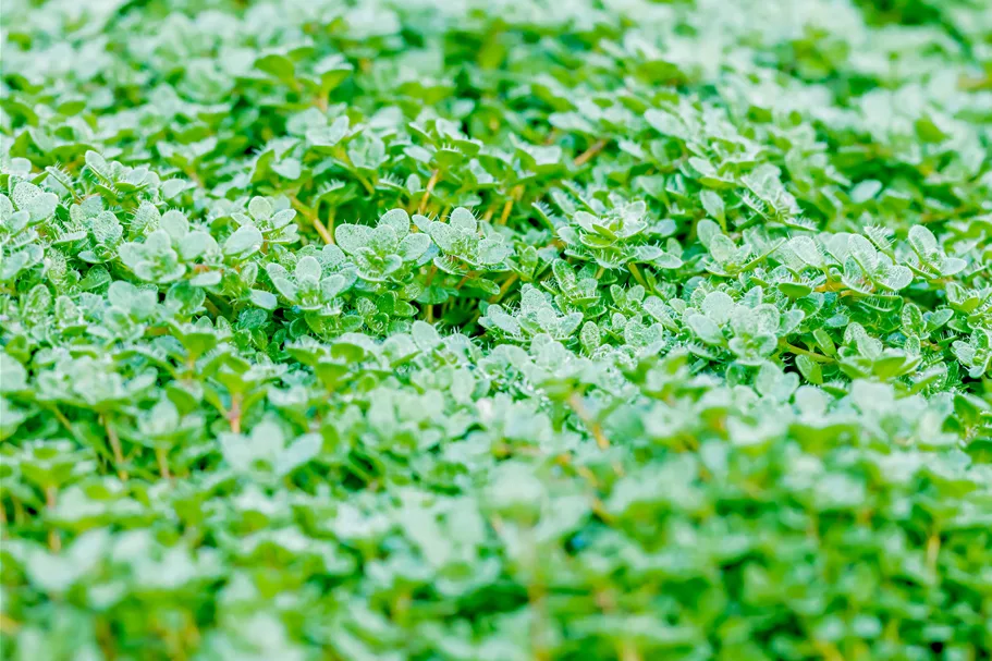 Thymus praecox 'Minor'