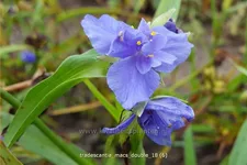 Tradescantia 'Mac's Double'