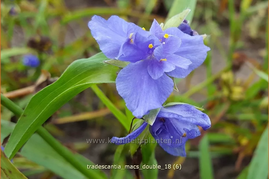 Tradescantia 'Mac's Double'