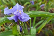 Tradescantia 'Mac's Double'