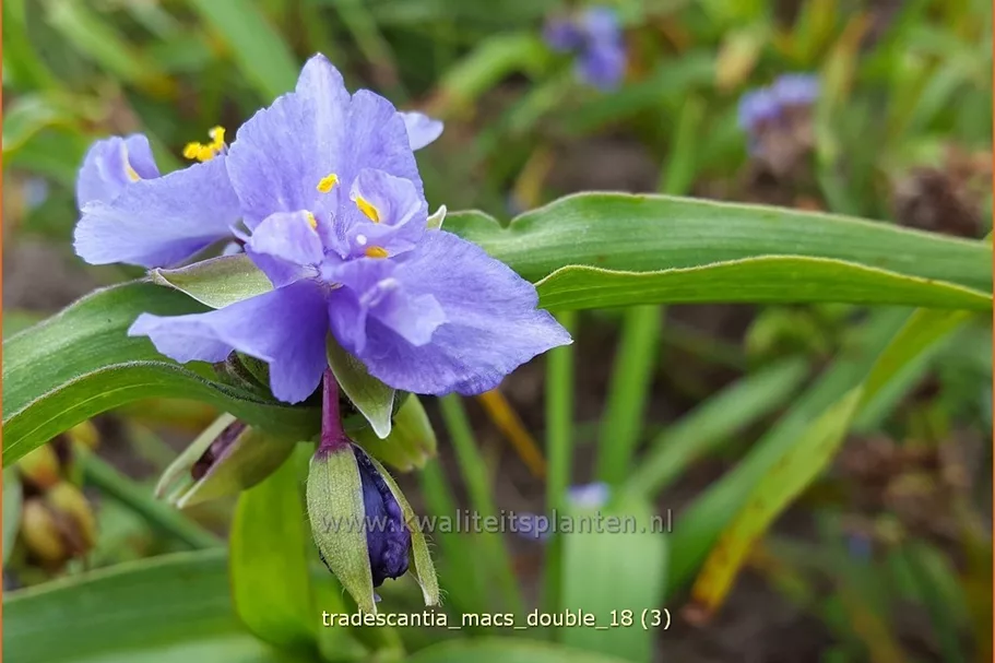 Tradescantia 'Mac's Double'