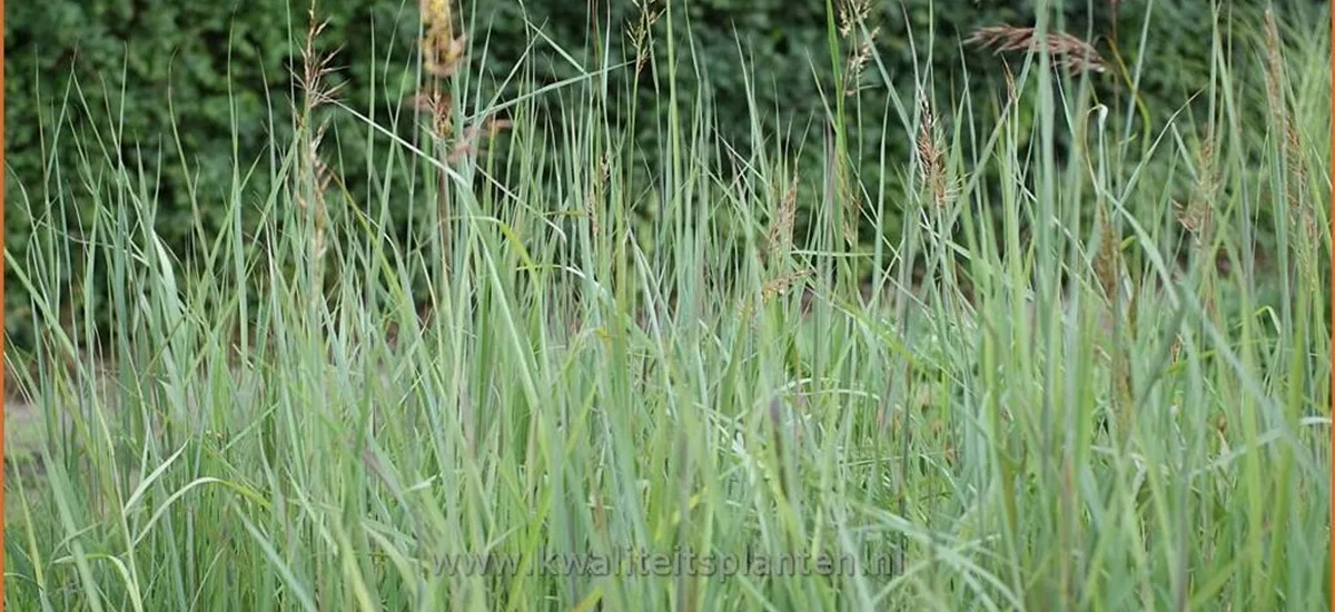 Sorghastrum nutans 'Indian Steel'