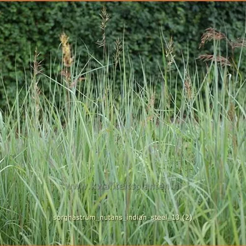 Sorghastrum nutans 'Indian Steel'