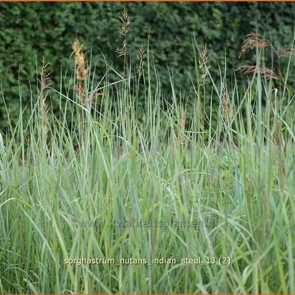 Sorghastrum nutans 'Indian Steel'