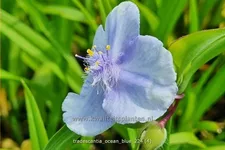 Tradescantia 'Ocean Blue'