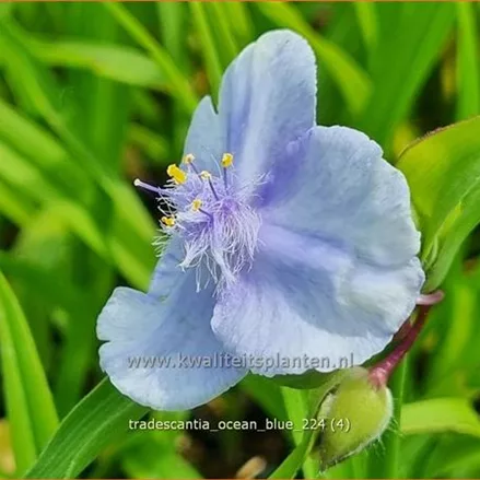 Tradescantia 'Ocean Blue'