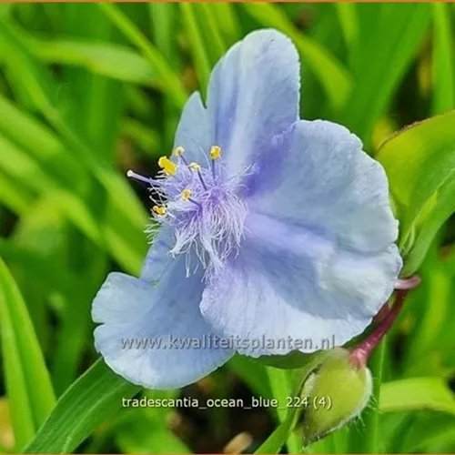 Tradescantia 'Ocean Blue'