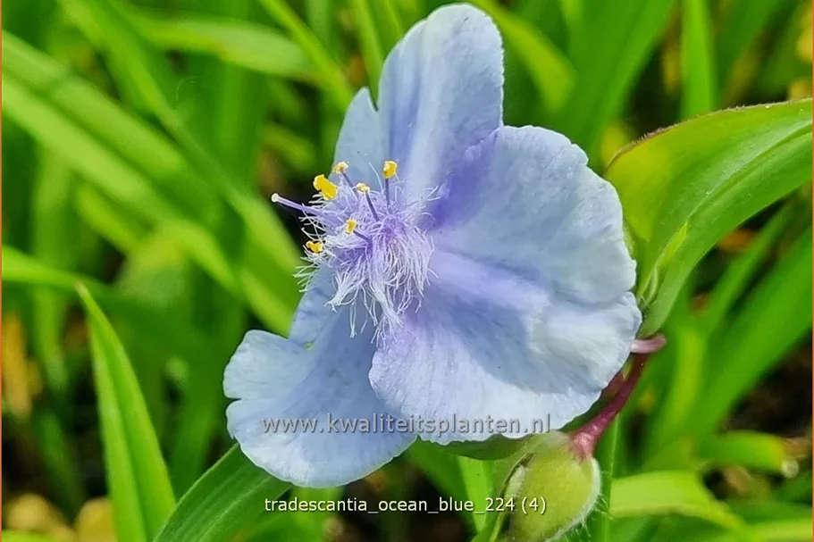 Tradescantia 'Ocean Blue'
