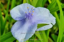 Tradescantia 'Ocean Blue'