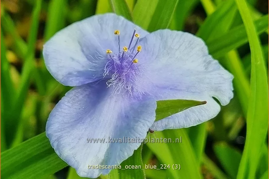 Tradescantia 'Ocean Blue'