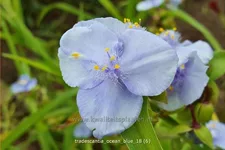 Tradescantia 'Ocean Blue'