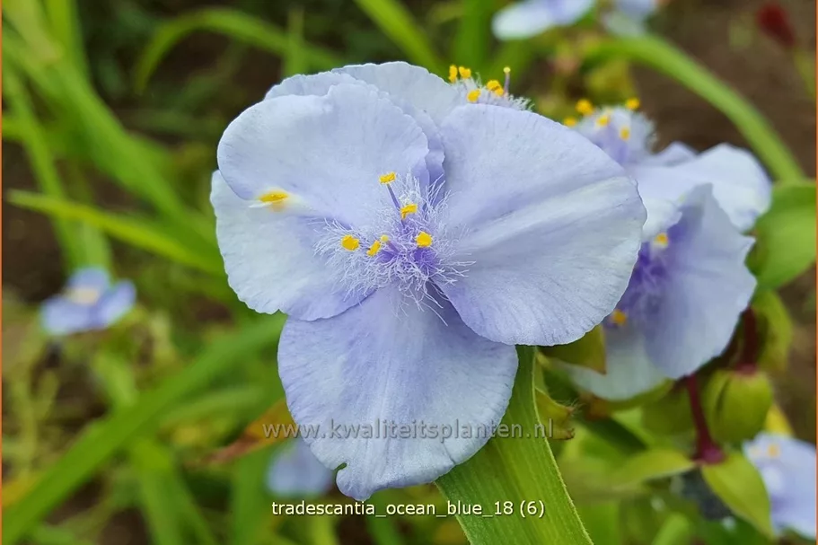 Tradescantia 'Ocean Blue'