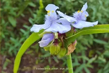 Tradescantia 'Ocean Blue'